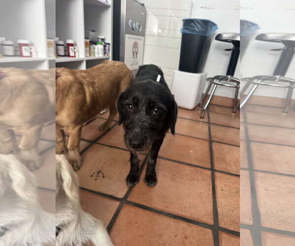 Medium Photo #5 Mutt Puppy For Sale in San Diego, CA, USA
