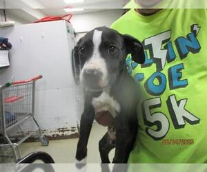Mutt Dogs for adoption in Oklahoma City, OK, USA