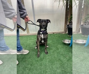 ARCHIE - Male Mutt Dog for Adoption - Photo #7