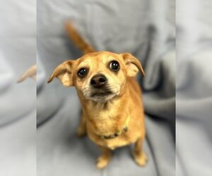 Chihuahua-Unknown Mix Dogs for adoption in Redlands, CA, USA