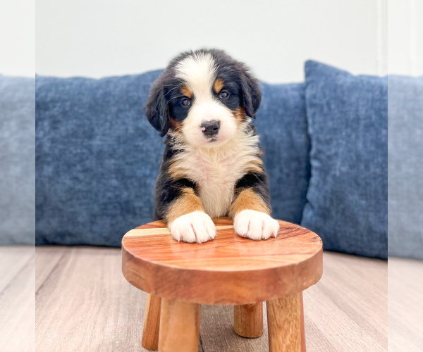 Medium Photo #3 Bernese Mountain Dog Puppy For Sale in DUNDEE, OH, USA