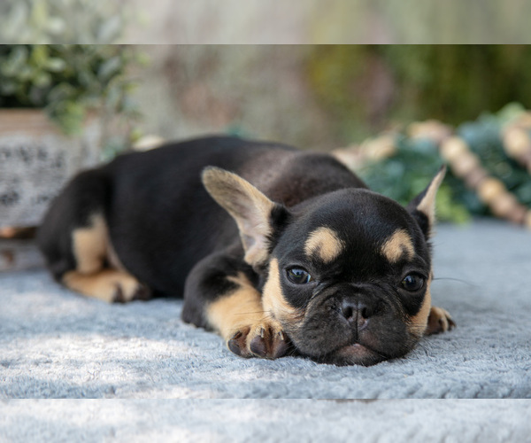 Medium Photo #5 French Bulldog Puppy For Sale in BALTIC, OH, USA