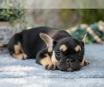 Small #3 French Bulldog