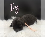 Puppy Ivy Sheepadoodle