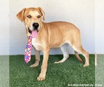 Small #2 Mastador