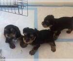 Small Photo #2 Yorkshire Terrier Puppy For Sale in JACKSON, MS, USA