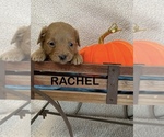 Puppy Rachel Cavapoo
