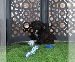 Small #3 Yorkiepoo mix (+ Poodle Toy)