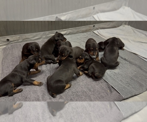 Medium Photo #15 Doberman Pinscher Puppy For Sale in NEWTON, NC, USA