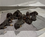 Small #14 Doberman Pinscher