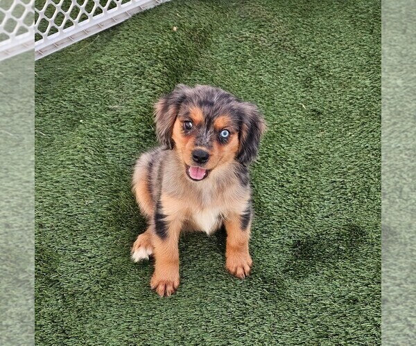 Medium Photo #13 Cavalier King Charles Spaniel-Miniature Australian Shepherd Mix Puppy For Sale in POMONA, CA, USA