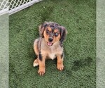 Small #3 Cavalier King Charles Spaniel-Miniature Australian Shepherd Mix