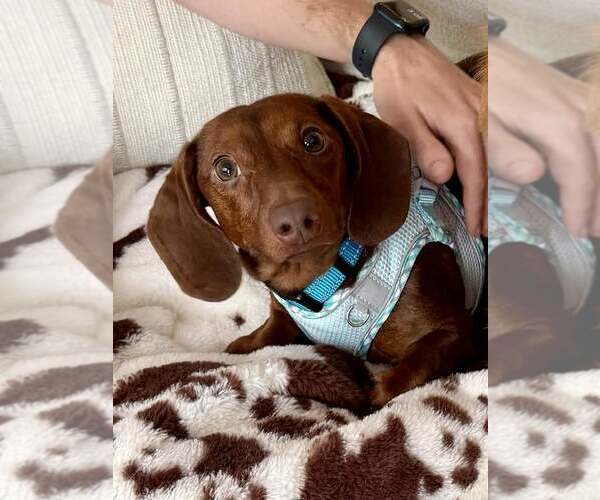 Medium Photo #2 Dachshund Puppy For Sale in Lee's Summit, MO, USA