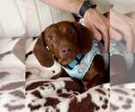 Small #1 Dachshund
