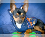 Small #2 Chihuahua Mix