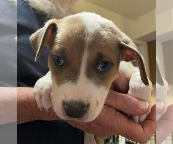 Medium Photo #2 Mutt Puppy For Sale in Wenonah, NJ, USA
