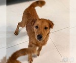 Small Golden Retriever Mix