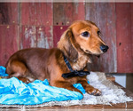 Small Photo #4 Dachshund Puppy For Sale in WAKARUSA, IN, USA