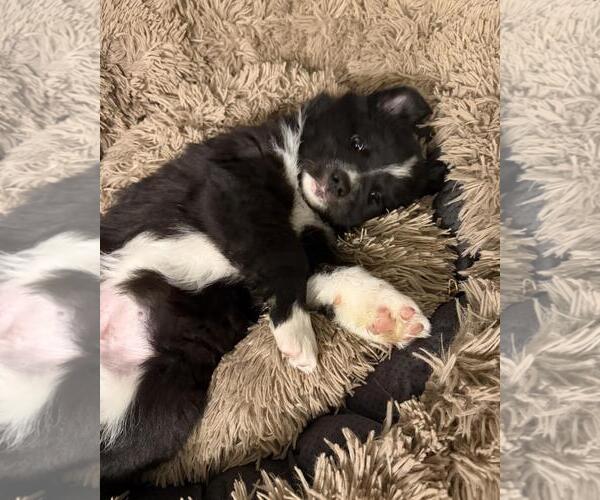 Medium Photo #2 Border Collie-Unknown Mix Puppy For Sale in Incline Village, NV, USA