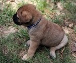 Small #13 Bullmastiff