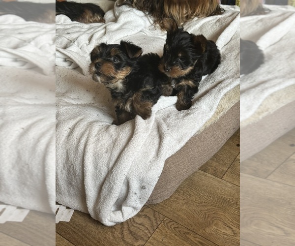 Medium Photo #13 Yorkshire Terrier Puppy For Sale in PALMDALE, CA, USA