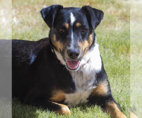 Medium Photo #11 Mutt Puppy For Sale in San Diego, CA, USA