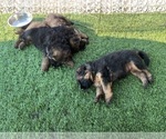 Small #4 German Shepherd Dog