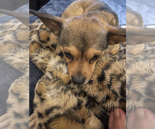 Medium Photo #5 Chihuahua-Unknown Mix Puppy For Sale in Aurora, CO, USA