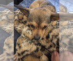 Small Photo #5 Chihuahua-Unknown Mix Puppy For Sale in Aurora, CO, USA