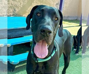Great Dane Dogs for adoption in Vail, AZ, USA