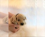Small Photo #2 Goldendoodle Puppy For Sale in ZEBULON, NC, USA