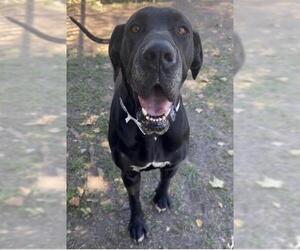 Great Dane Dogs for adoption in Riverside, CA, USA