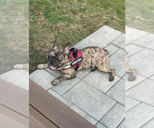 Medium Photo #1 French Bulldog Puppy For Sale in METHUEN, MA, USA