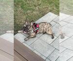 Small French Bulldog