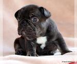 Small #2 French Bulldog