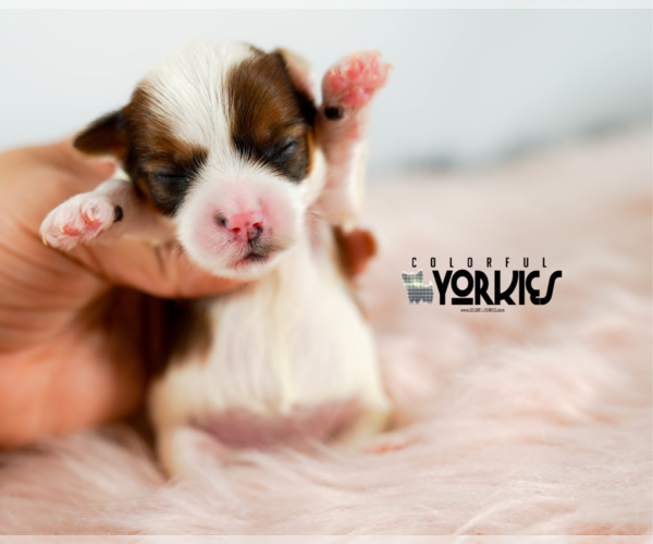 Medium Photo #2 Yorkshire Terrier Puppy For Sale in KELLER, TX, USA