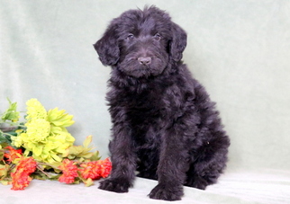 Shepadoodle Puppy for sale in MOUNT JOY, PA, USA