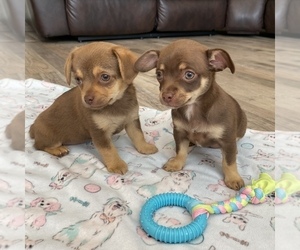 Chihuahua Puppy for sale in MARCUS, IA, USA