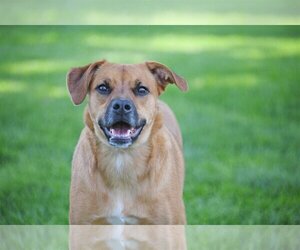 Rae - Female Labrador Retriever-Unknown Mix Dog for Adoption - Photo #5