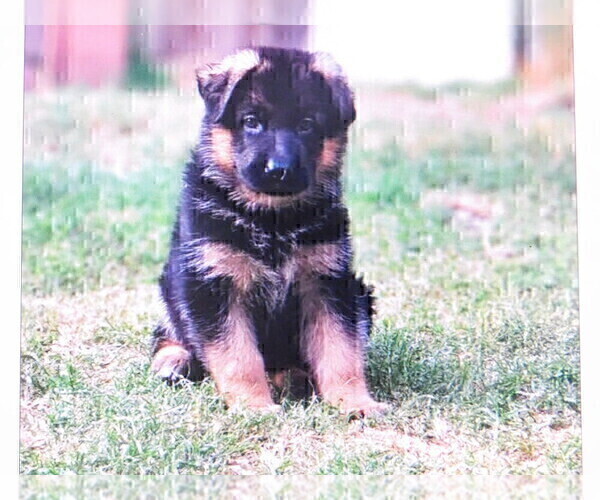 Medium Photo #5 German Shepherd Dog Puppy For Sale in HAMMOND, IN, USA
