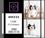Small #6 Cockapoo