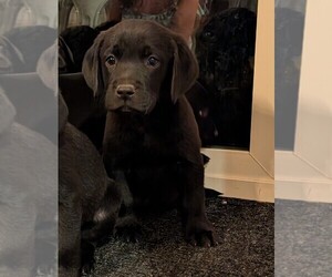 Labrador Retriever Puppy for Sale in FORT LUPTON, Colorado USA