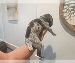 Small Photo #12 German Shorthaired Pointer Puppy For Sale in EDGEMOOR, SC, USA