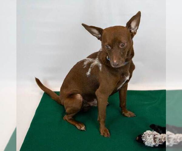 Medium Photo #4 Chihuahua-Unknown Mix Puppy For Sale in Kennesaw, GA, USA