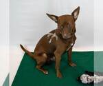 Small #3 Chihuahua Mix