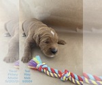 Puppy Puppy 2  Teal Goldendoodle