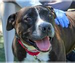 Small #1 American Pit Bull Terrier