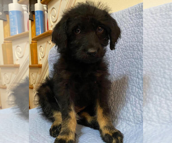 Medium Photo #2 Poodle (Standard)-Unknown Mix Puppy For Sale in Pacolet, SC, USA