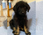 Small #1 Poodle (Standard) Mix