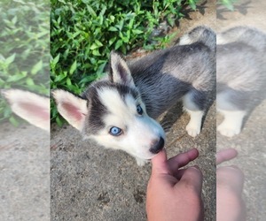 Siberian Husky Puppy for sale in PINE BLUFF, AR, USA